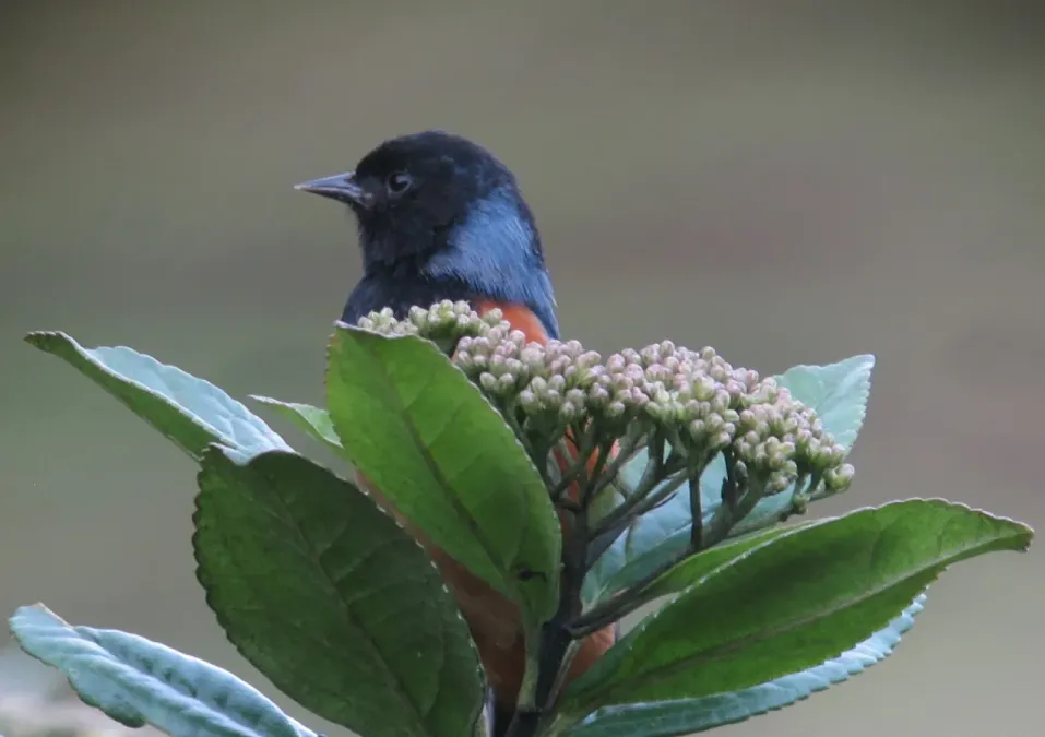File:Conirostrum sitticolor Conirrostro encapuchado Blue-backed Conebill (8729309893).jpg