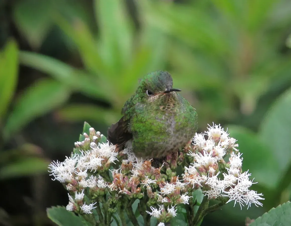 File:Metallura williami Metalura verde Viridian Metaltail (8729198471).jpg