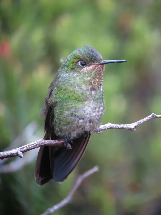 File:Metallura williami Metalura verde Viridian Metaltail (8729198579).jpg