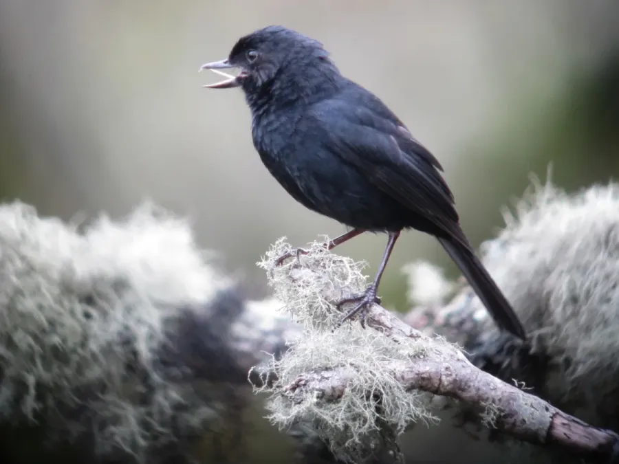 File:Diglossa humeralis Picaflor negro Black Flowerpiercer (8730319702).jpg