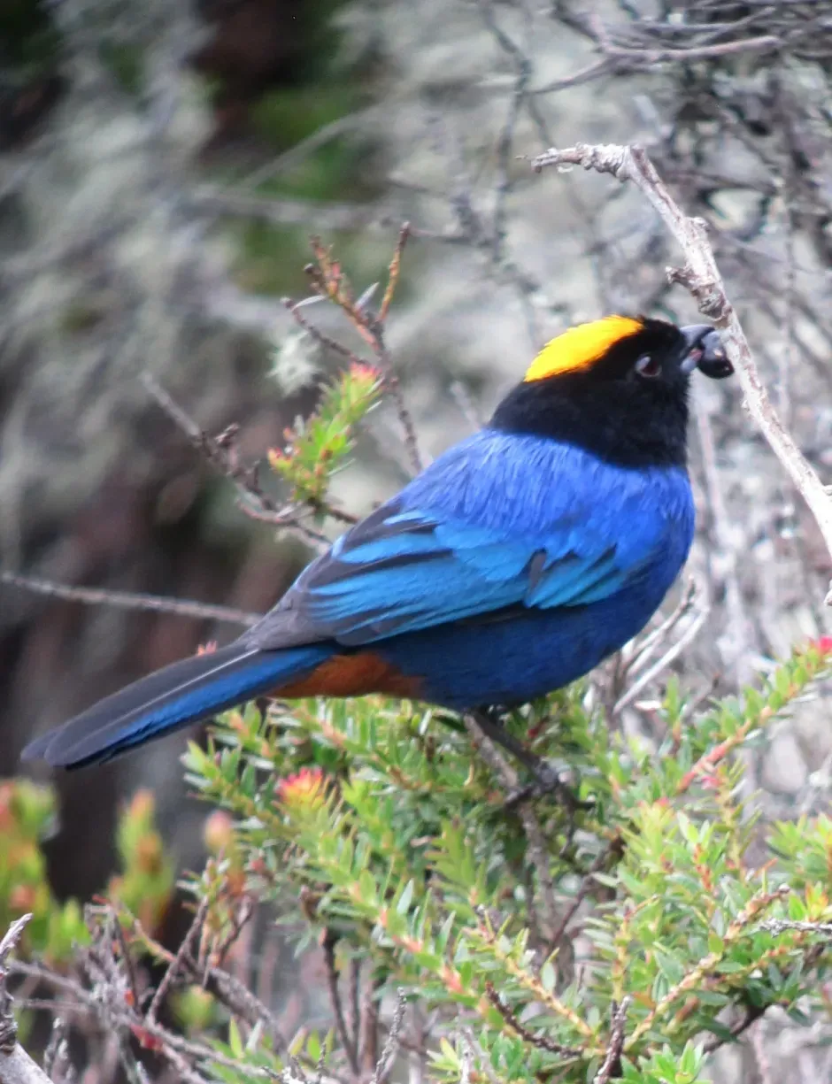 File:Iridosornis rufivertex Musguerito paramuno Golden-crowned Tanager (8730320880).jpg