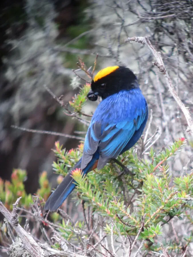 File:Iridosornis rufivertex Musguerito paramuno Golden-crowned Tanager (8729200227).jpg