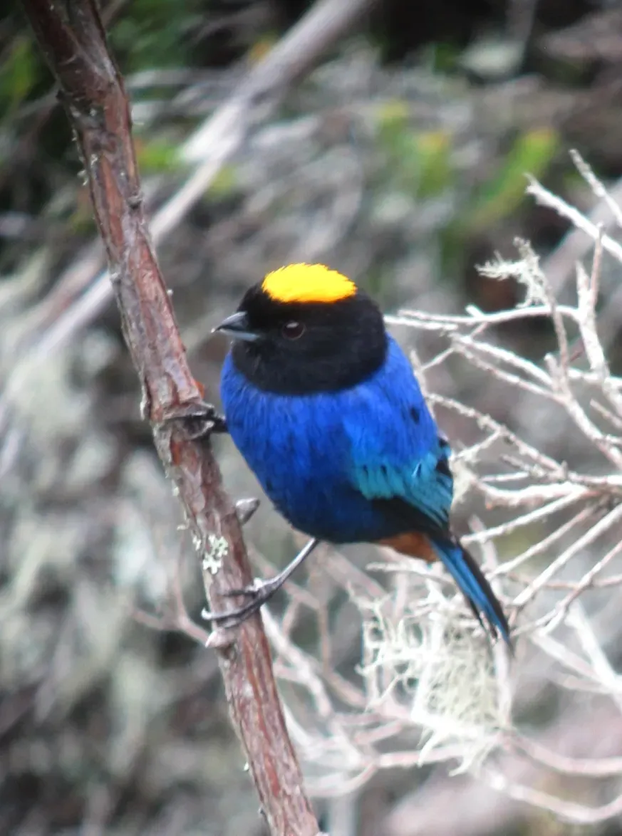 File:Iridosornis rufivertex Musguerito paramuno Golden-crowned Tanager (8730321026).jpg