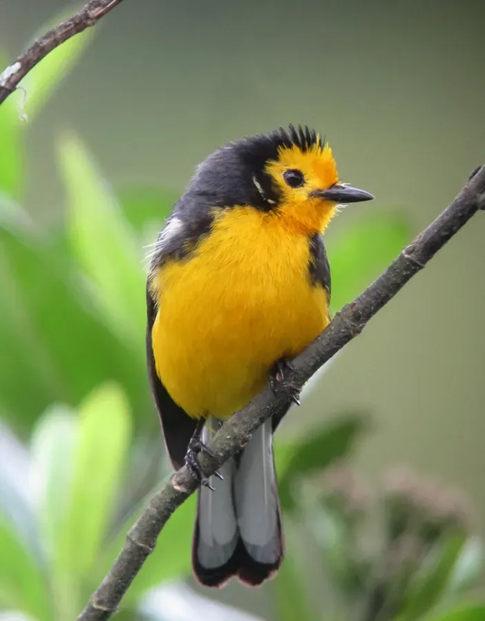 File:Myioborus ornatus Abanico cariblanco Golden-fronted Whitestart (8730321796).jpg