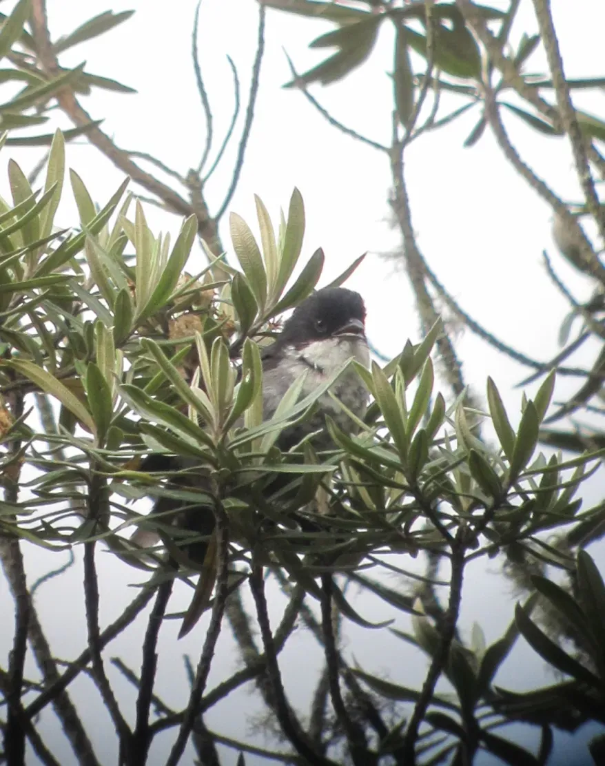 File:Urothraupis stolzmanni Montero paramuno Black-backed Bush-Tanager (8727542736).jpg