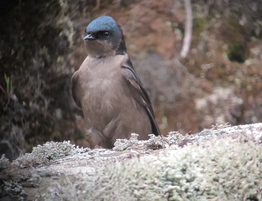 File:Orochelidon murina Golondrina plomiza Brown-bellied Swallow (8723640915).jpg