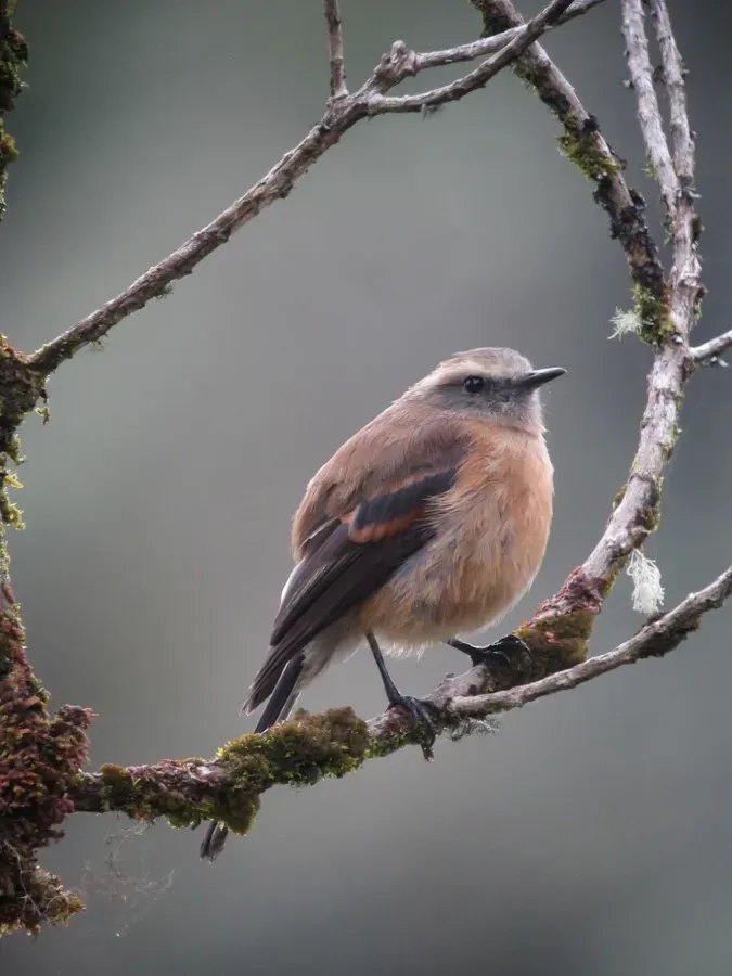 File:Ochthoeca fumicolor Pitajo ahumado Brown-backed Chat-Tyrant (8724759654).jpg