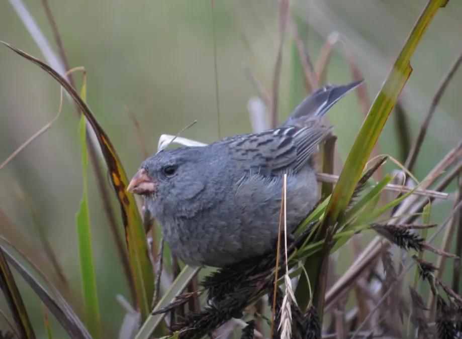 File:Catamenia inornata Semillero andino Plain-coloured Seedeater (8724365048).jpg