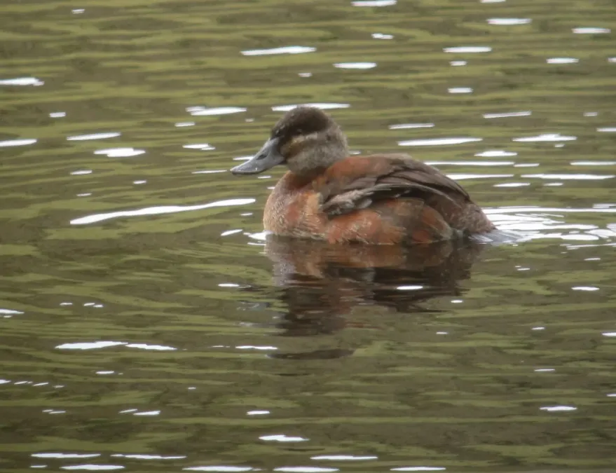File:Oxyura ferruginea Pato rufo Andean Duck, Manizales, Caldas, Colombia (8724366224).jpg