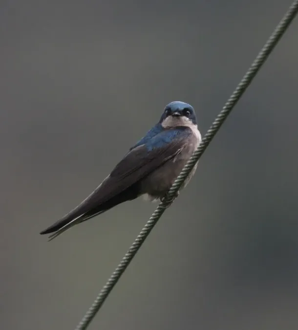 File:Orochelidon murina Golondrina plomiza Brown-bellied Swallow (8723247563).jpg