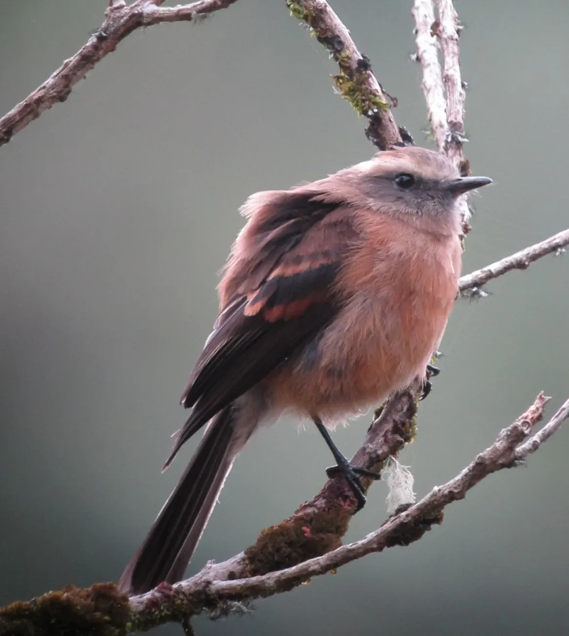 File:Ochthoeca fumicolor Pitajo ahumado Brown-backed Chat-Tyrant (8724367640).jpg