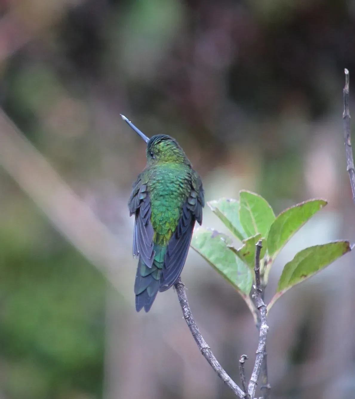 File:Eriocnemis mosquera Calzoncitos aúreo Golden-breasted Puffleg (8723247991).jpg