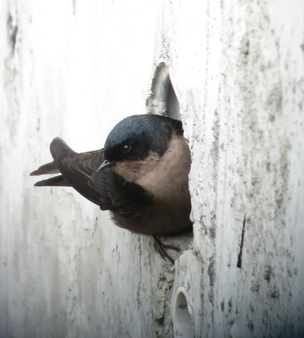 File:Orochelidon murina Golondrina plomiza Brown-bellied Swallow (8724368440).jpg