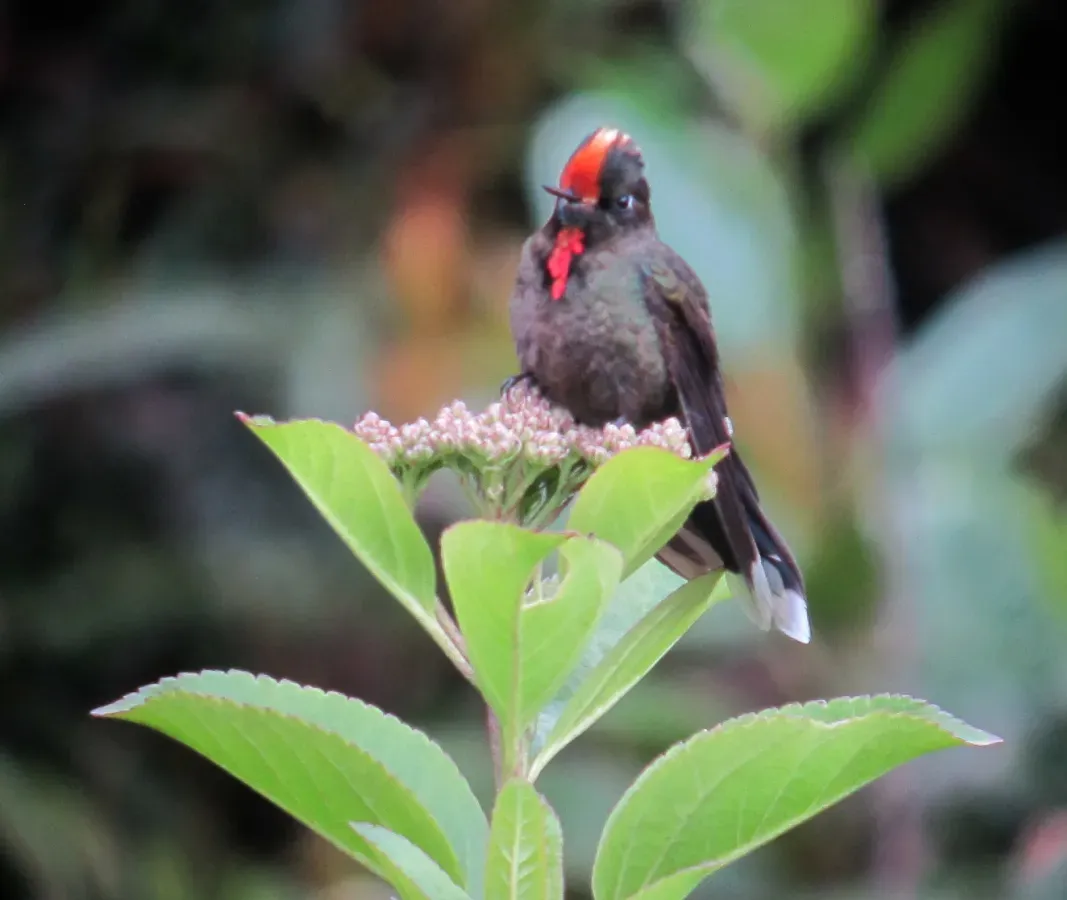 File:Chalcostigma herrani Picoespina arcoiris Rainbow-bearded Thornbill (8724296076).jpg