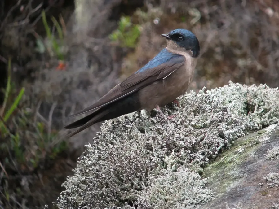 File:Orochelidon murina Golondrina plomiza Brown-bellied Swallow (8724295742).jpg