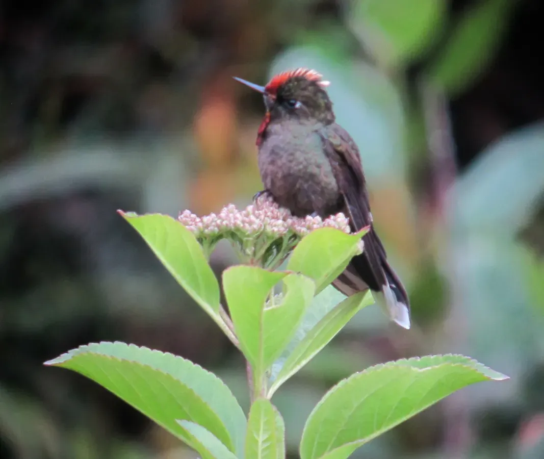 File:Chalcostigma herrani Picoespina arcoiris Rainbow-bearded Thornbill (8724296438).jpg