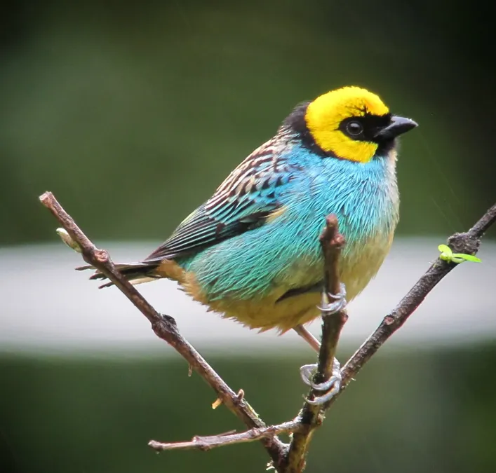 File:Tangara xanthocephala Tángara coronada Saffron-crowned Tanager (8698752239).jpg