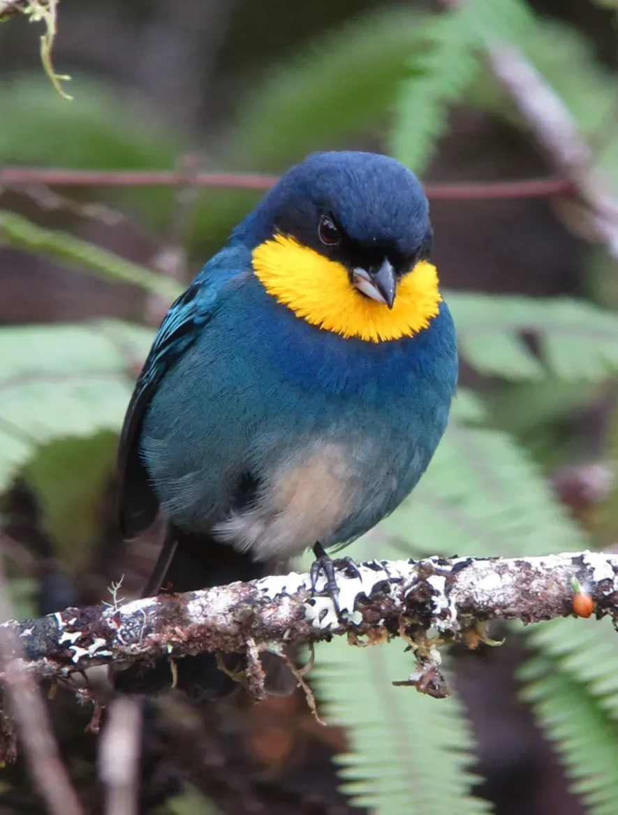 File:Iridosornis porphyrocephalus Musguerito gargantilla Purplish-mantled Tanager (8676311202).jpg