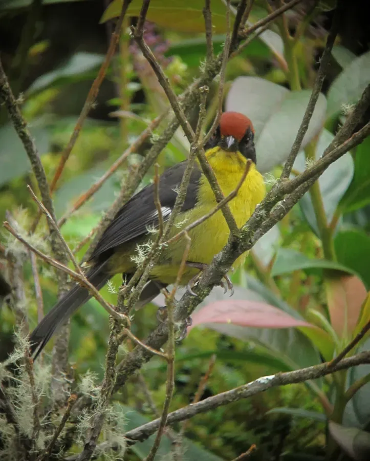 File:Atlapetes latinuchus Gorrión montés cabecirrufo Yellow-breasted Brush-Finch (8599307013).jpg