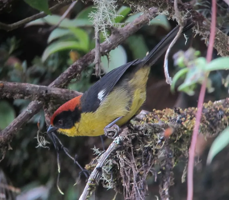 File:Atlapetes latinuchus Gorrión montés cabecirrufo Yellow-breasted Brush-Finch (8597340317).jpg