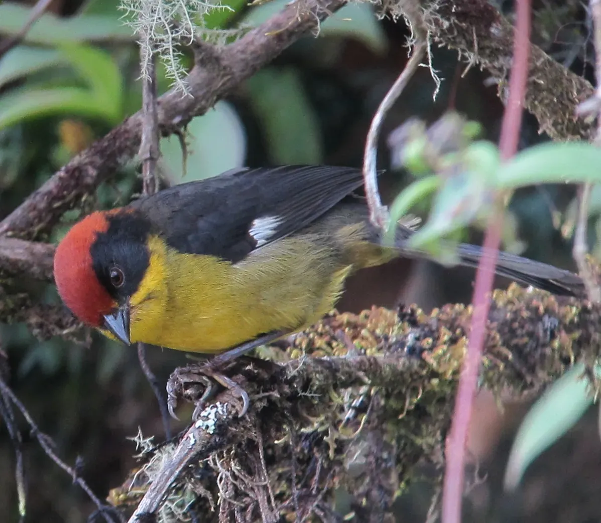 File:Atlapetes latinuchus Gorrión montés cabecirrufo Yellow-breasted Brush-Finch (8598444118).jpg