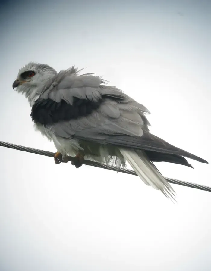 File:Elanus leucurus Gavilán maromero White-tailed Kite (8582811007).jpg