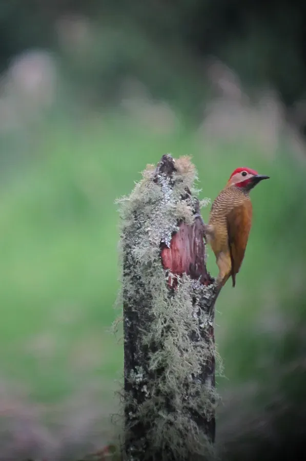 File:Colaptes rubiginosus Carpintero cariblanco Golden-olive Woodpecker (male) (8583913446).jpg