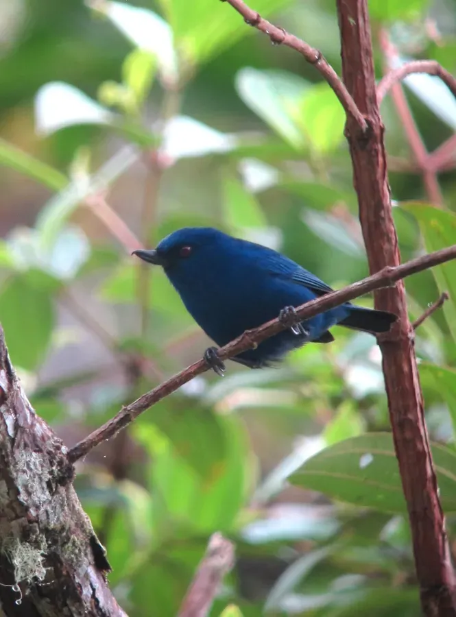 File:Diglossa indigotica Picaflor del Chocó Indigo Flowerpiercer (8553385066).jpg