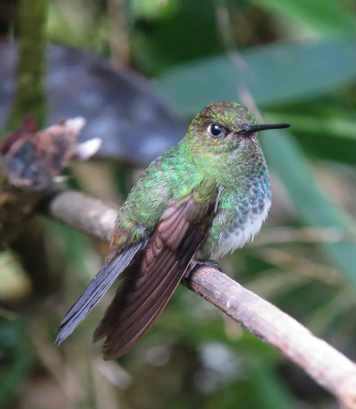 File:Haplophaedia aureliae Calzoncitos verdoso Greenish Puffleg (8553444320).jpg