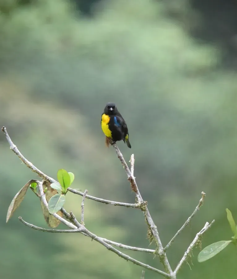 File:Bangsia melanochlamys Tangara aurinegra Black-and-Gold Tanager (8553364462).jpg