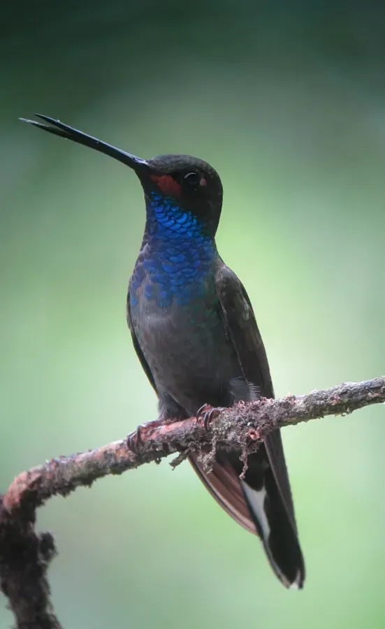 File:Urochroa bougueri Colibrí nagüiblanco White-tailed Hillstar (8540621270).jpg