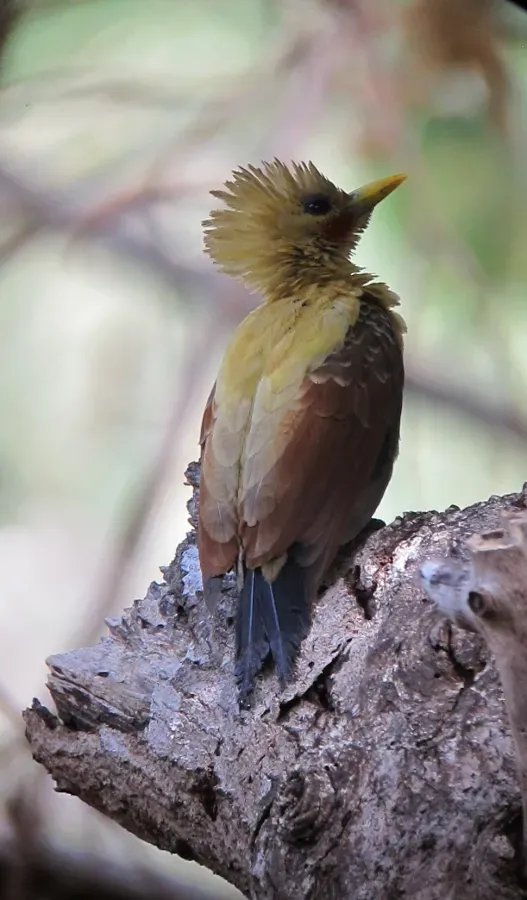 File:Celeus flavus Carpintero amarillo Cream-coloured Woodpecker (male) (8500887755).jpg