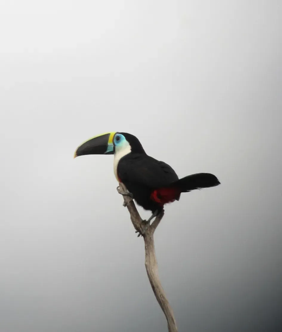 File:Ramphastos tucanus Tucán silbador White-throated Toucan (8500516455).jpg
