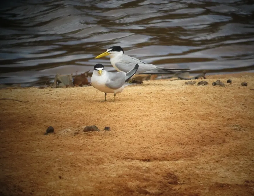 File:Sternula superciliaris Gaviotín fluvial Yellow-billed Tern (8501407770).jpg