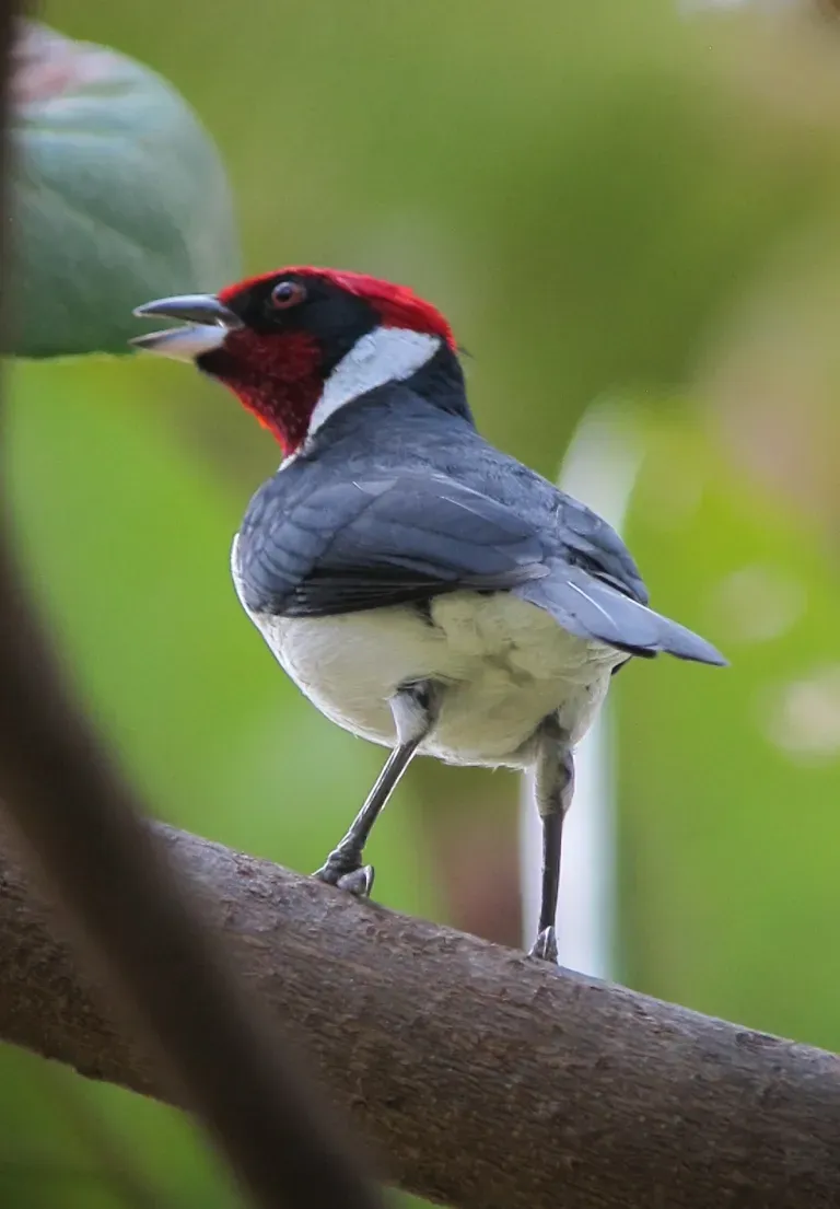 File:Paroaria nigrogenis Cardenal pantanero Masked Cardinal (8494974631).jpg