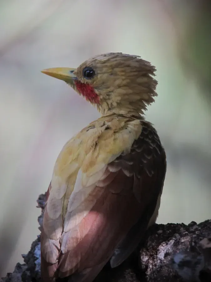 File:Celeus flavus Carpintero amarillo Cream-coloured Woodpecker (male) (8494975817).jpg