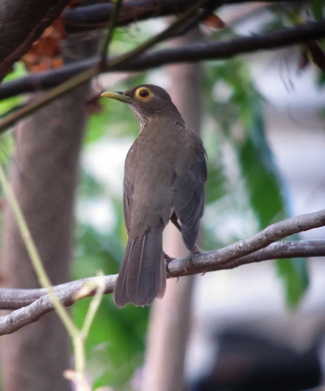File:Turdus nudigenis Mirla caripelada Spectacled Thrush (8494921397).jpg