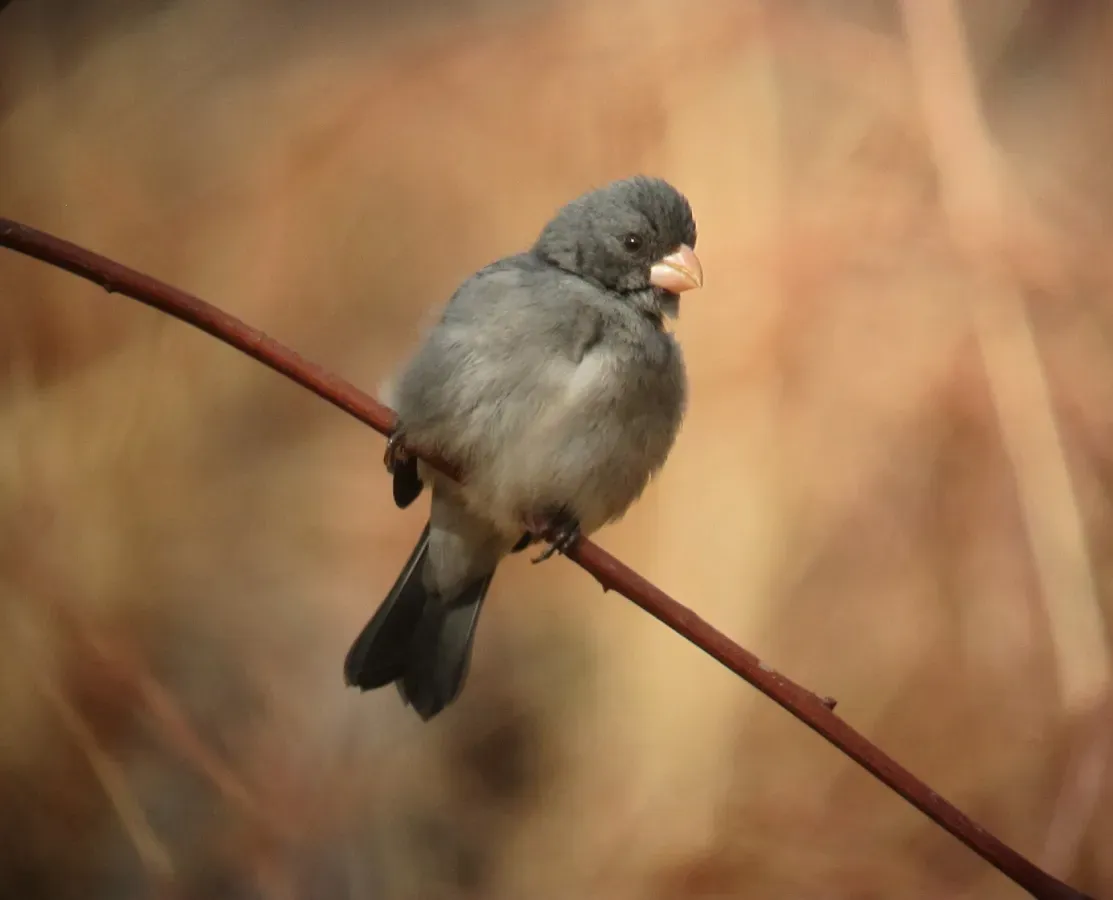 File:Sporophila intermedia Espiguero gris Grey Seedeater (8495662924).jpg