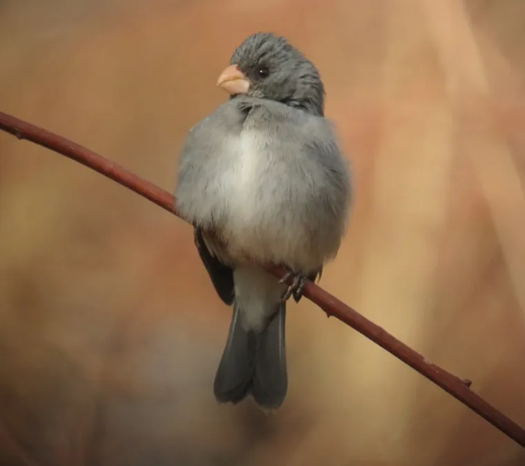 File:Sporophila intermedia Espiguero gris Grey Seedeater (8495663082).jpg