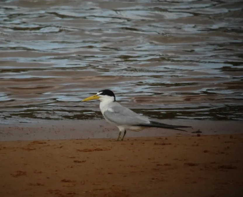 File:Sternula superciliaris Gaviotín fluvial Yellow-billed Tern (8495085120).jpg