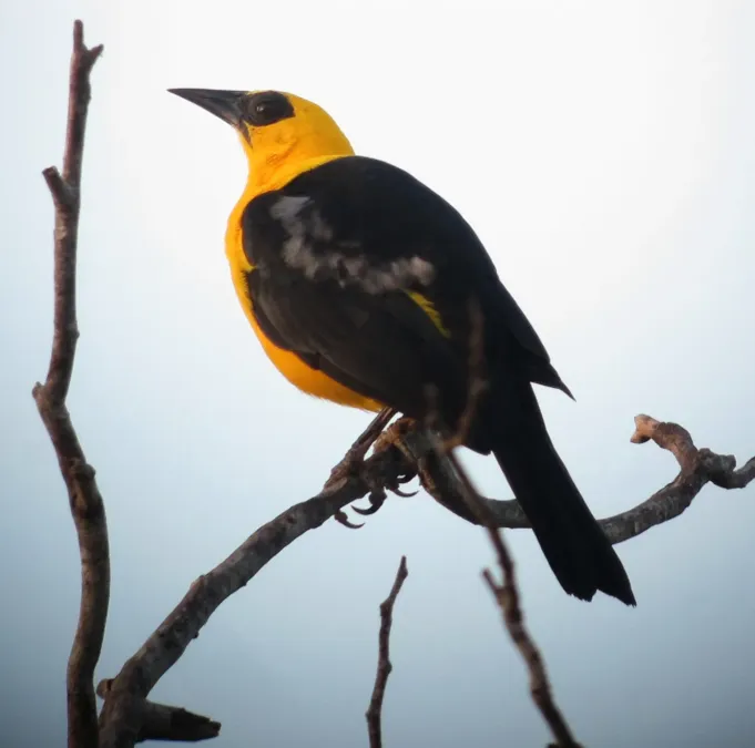 File:Gymnomystax mexicanus Turpial lagunero Oriole Blackbird (8495085634).jpg