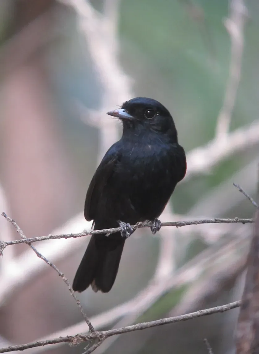 File:Knipolegus poecilocercus Atrapamoscas renegrido Amazonian Black-Tyrant (8492103179).jpg