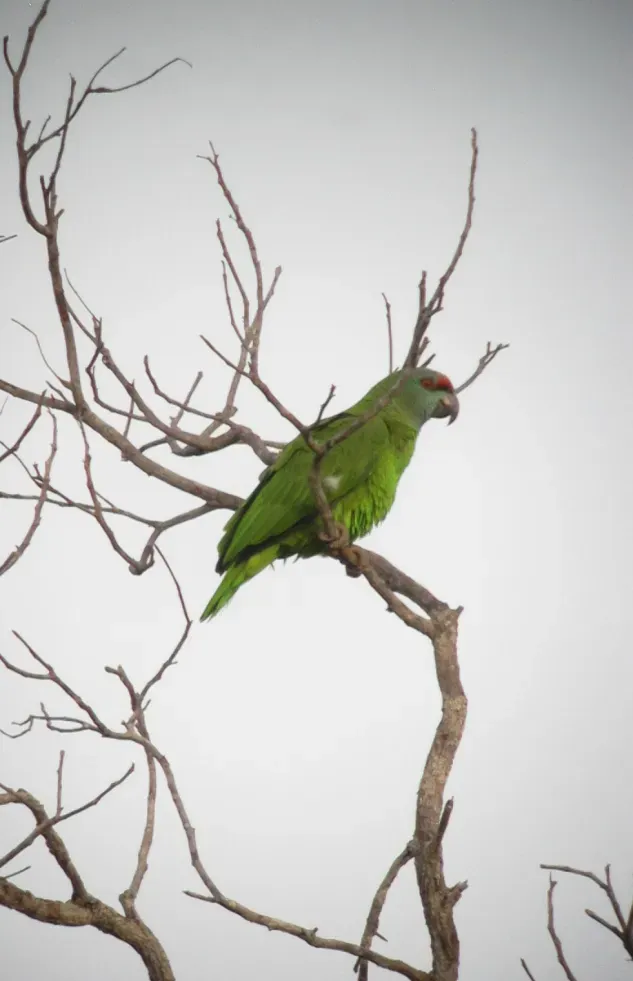 File:Amazona festiva Lora festiva Festive Parrot (8493142176).jpg