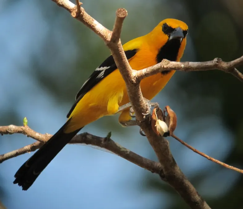 File:Icterus nigrogularis Turpial amarillo Yellow Oriole (8492773408).jpg