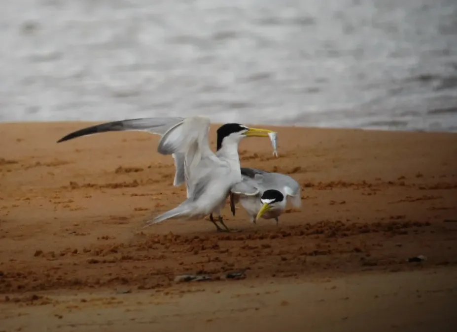 File:Sternula superciliaris Gaviotín fluvial Yellow-billed Tern (8492219028).jpg