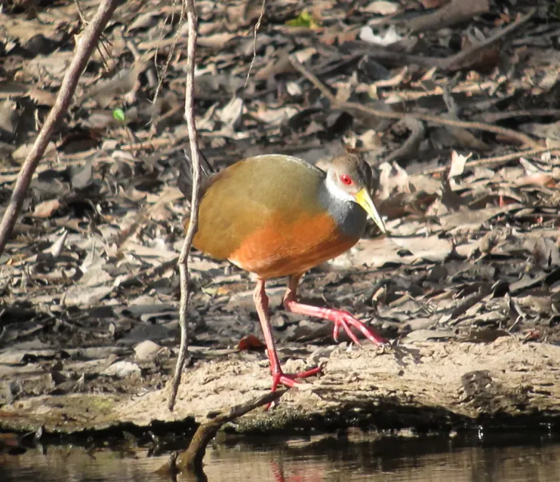 File:Aramides cajaneus Chilacoa colinegra Grey-necked Wood-Rail (8486966256).jpg