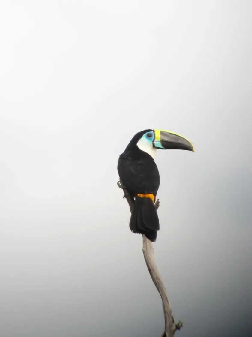 File:Ramphastos tucanus Tucán silbador White-throated Toucan (8485158211).jpg