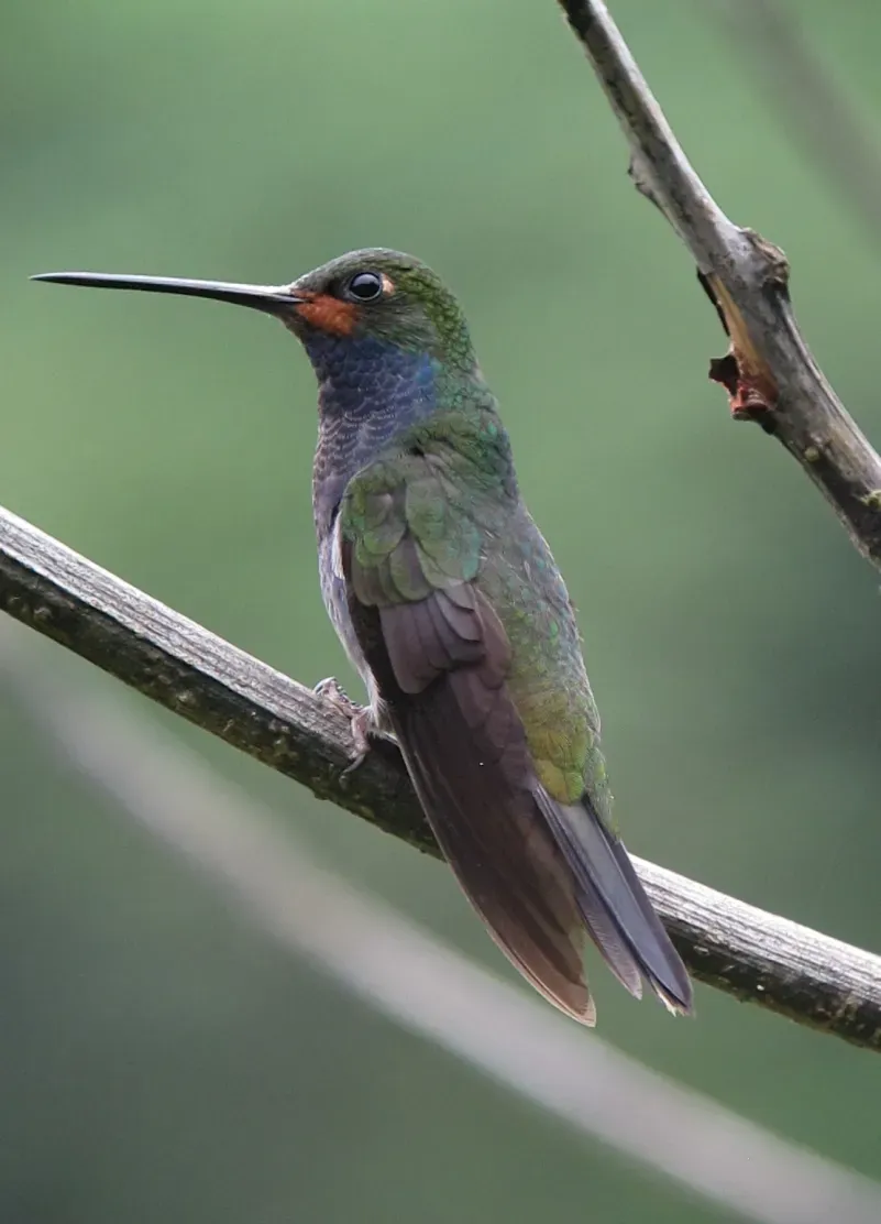 File:Urochroa bougueri Colibrí nagüiblanco White-tailed Hillstar (8450059421).jpg