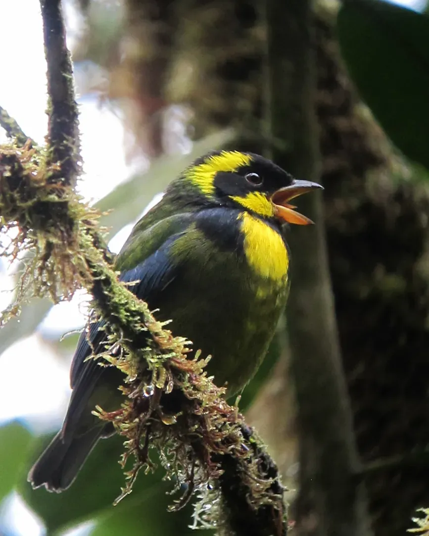 File:Bangsia aureocincta Tangara de Tatamá Gold-ringed Tanager (8451053968).jpg