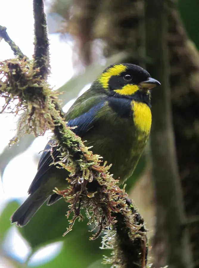 File:Bangsia aureocincta Tangara de Tatamá Gold-ringed Tanager (8451054142).jpg